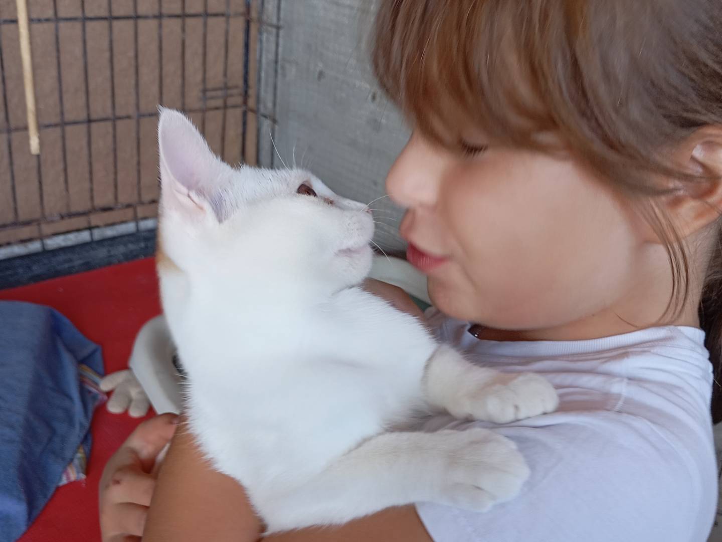 Adozione gatto, maschio, Razza sconosciuta Razza sconosciuta, 4 mesi, taglia non valida, Latina