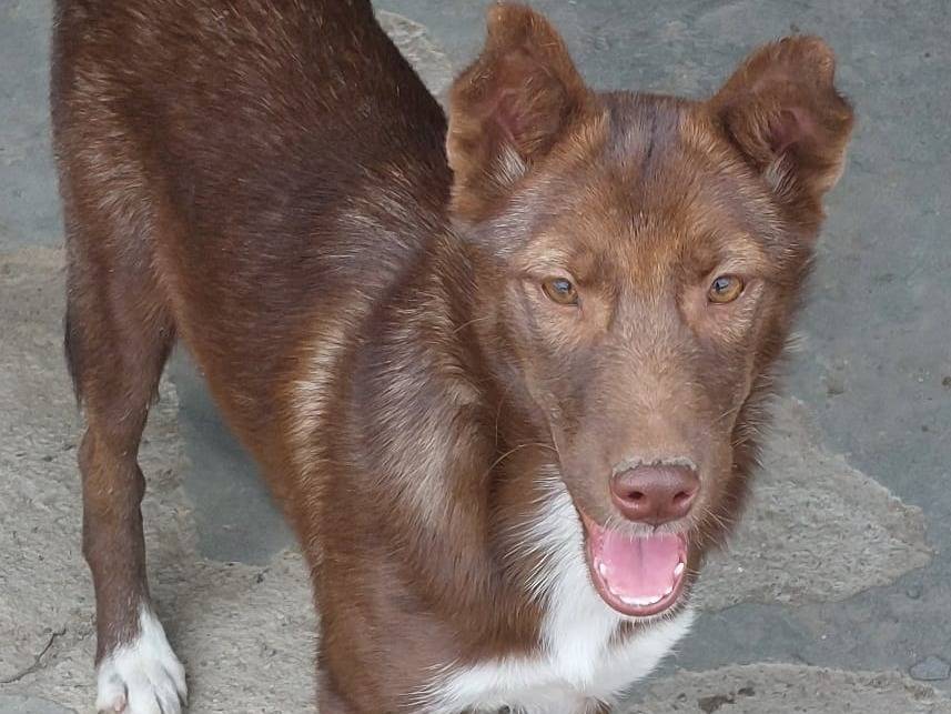Adotta un cane, femmina, 5 mesi, Crotone