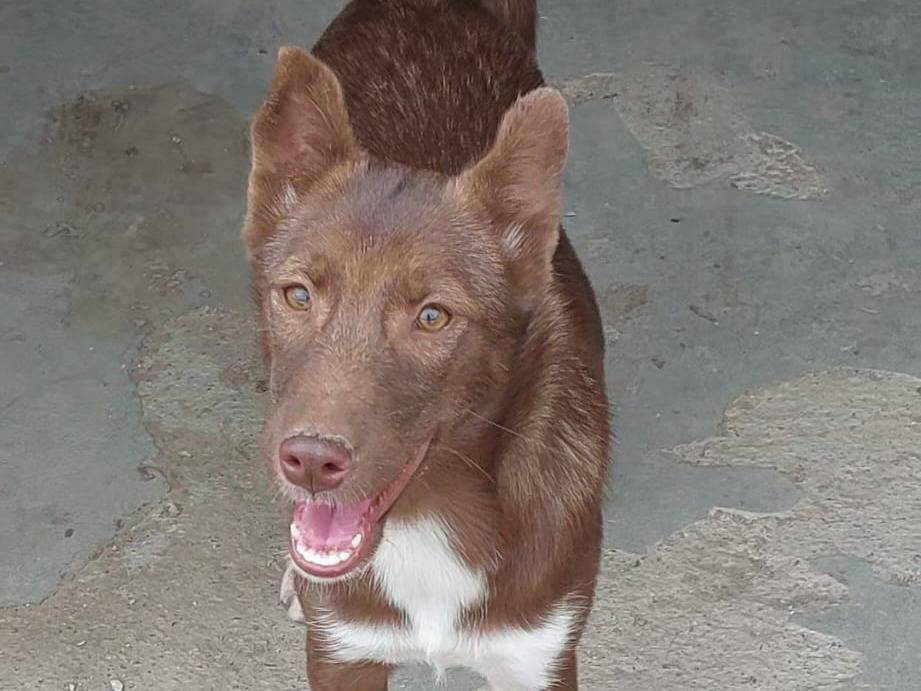 Adozione cane, femmina, Razza sconosciuta Razza sconosciuta, 5 mesi, taglia media, Crotone