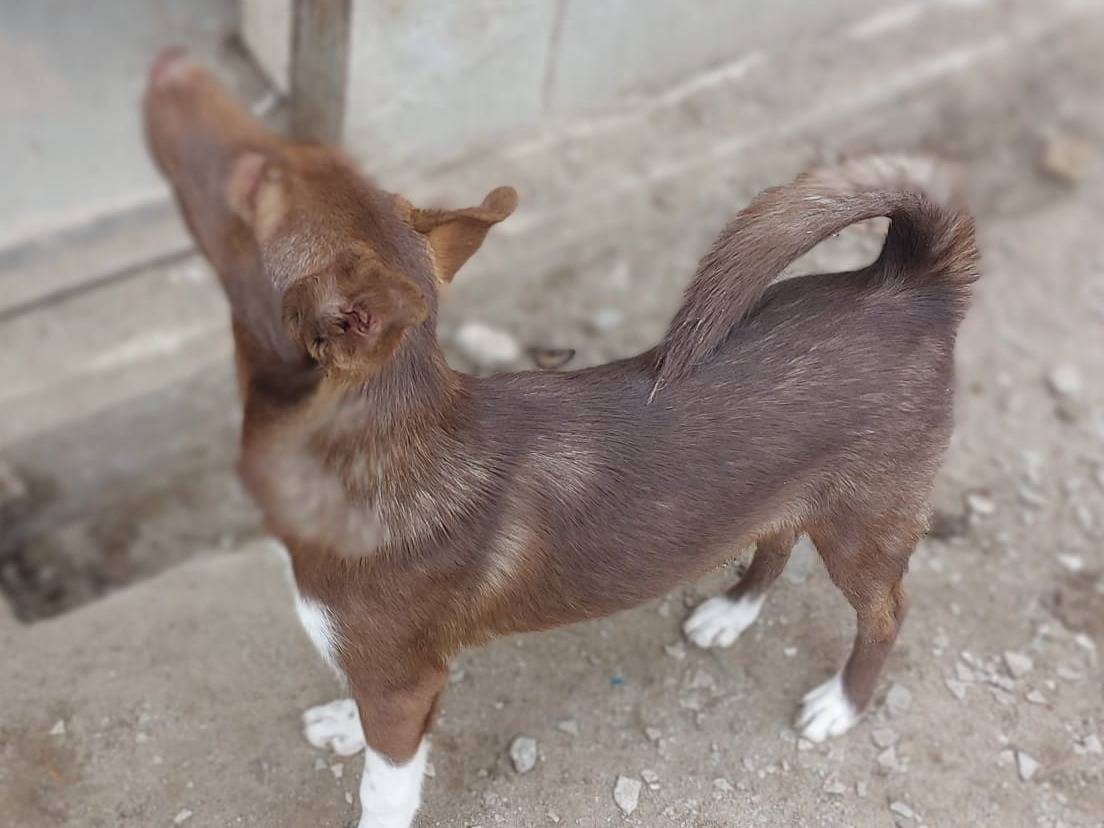 Adotta un cane, taglia media, femmina, Crotone