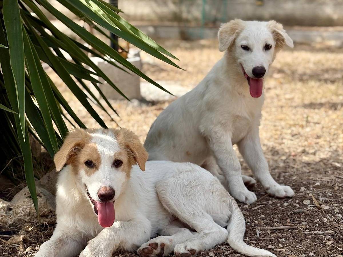 Adozione cane, maschio, Razza sconosciuta Razza sconosciuta, 5 mesi, taglia grande, Bari