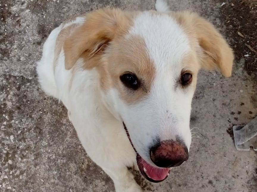 Adotta un cane, maschio, 5 mesi, Bari