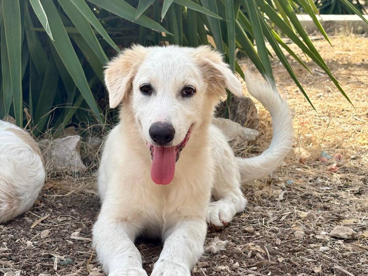 Adotta un cane, taglia grande, maschio, Bari