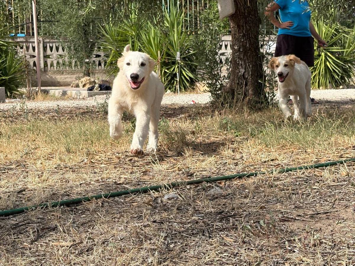 Adotta il cane Franz e Alex a Bari