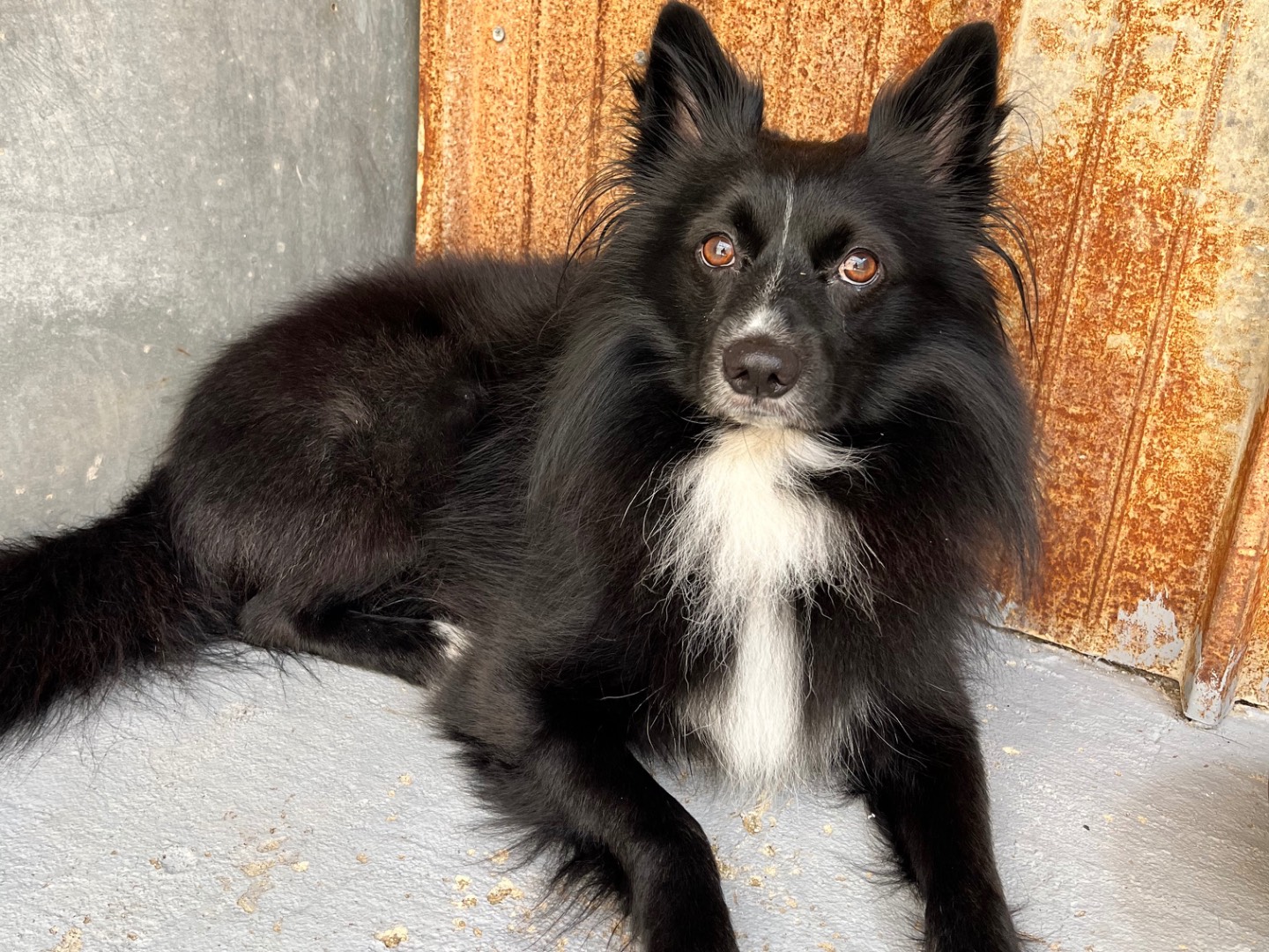 Adozione cane, maschio, Razza sconosciuta Razza sconosciuta, 4 anni e 9 mesi, taglia piccola, Siracusa