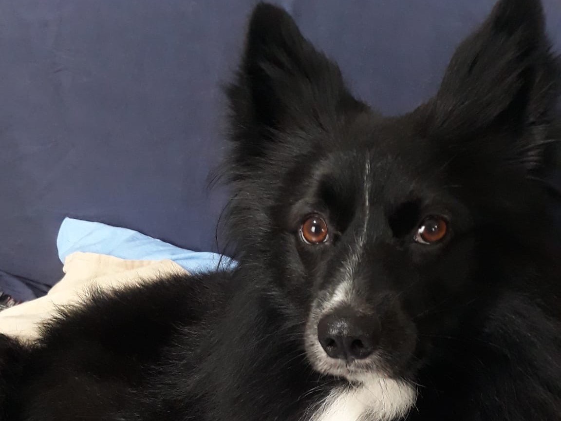 Adotta un cane, maschio, 4 anni e 9 mesi, Siracusa
