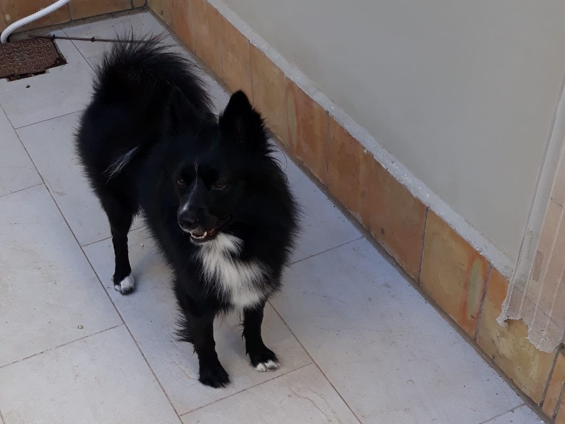 Adotta un cane, taglia piccola, maschio, Siracusa