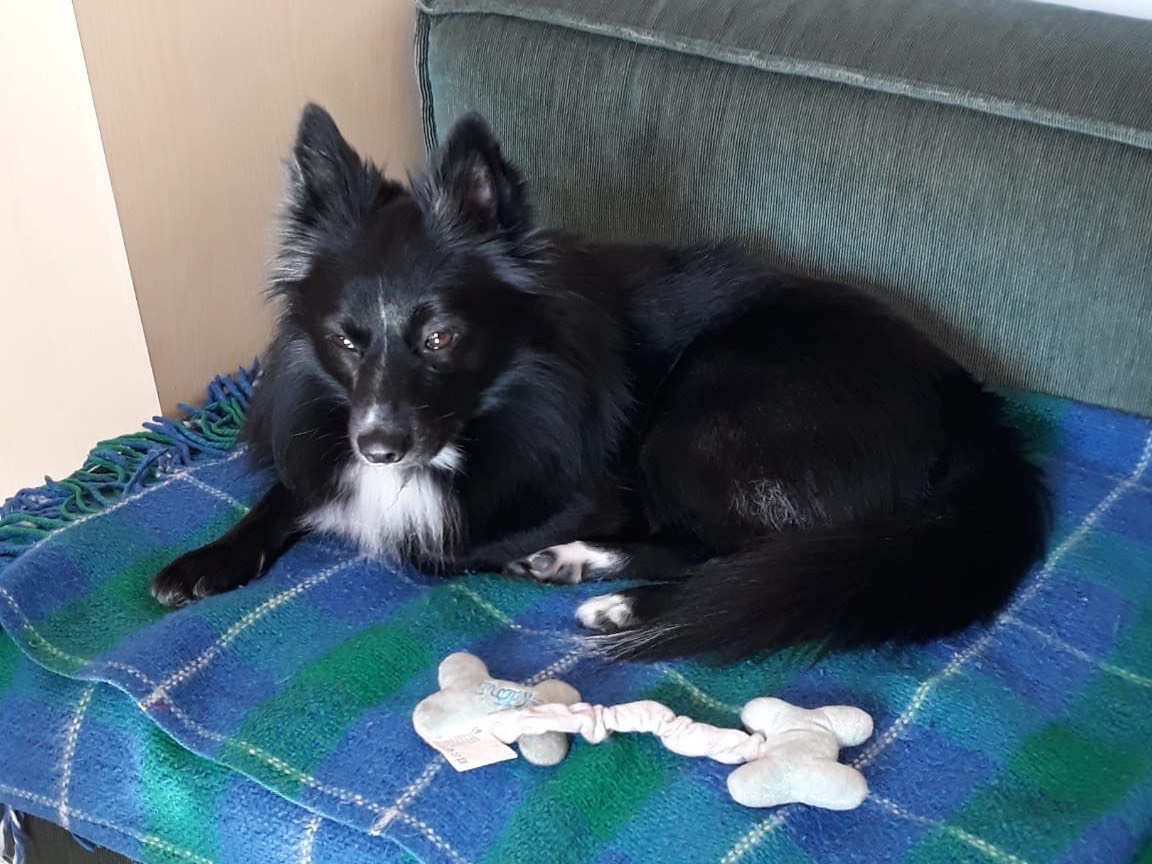 Vuoi adottare un cane a Siracusa?