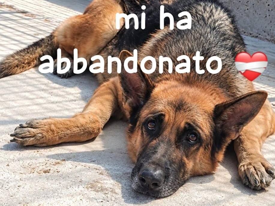 Adozione cane, maschio, Pastore tedesco Razza sconosciuta, 7 anni e 1 mese, taglia grande, Arezzo