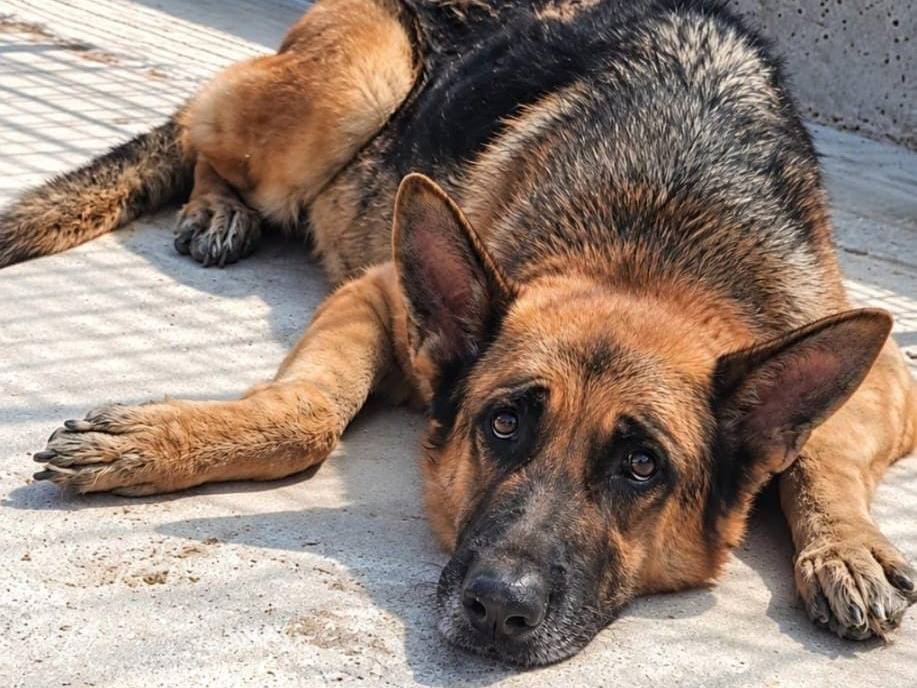 Adotta un cane, maschio, 7 anni e 1 mese, Arezzo