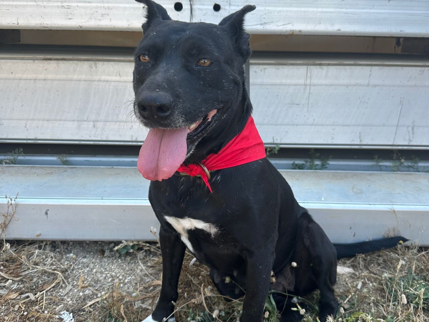 Adozione cane, femmina, Razza sconosciuta Razza sconosciuta, 8 anni e 5 mesi, taglia media, Siracusa