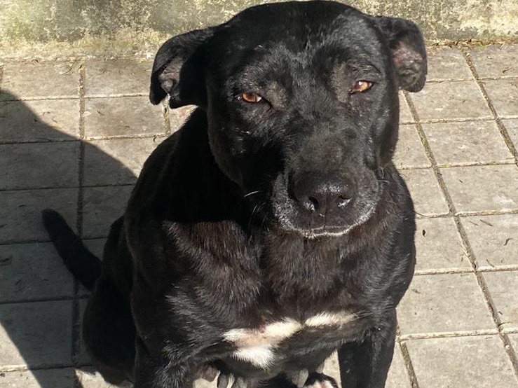 Adotta un cane, femmina, 8 anni e 5 mesi, Siracusa