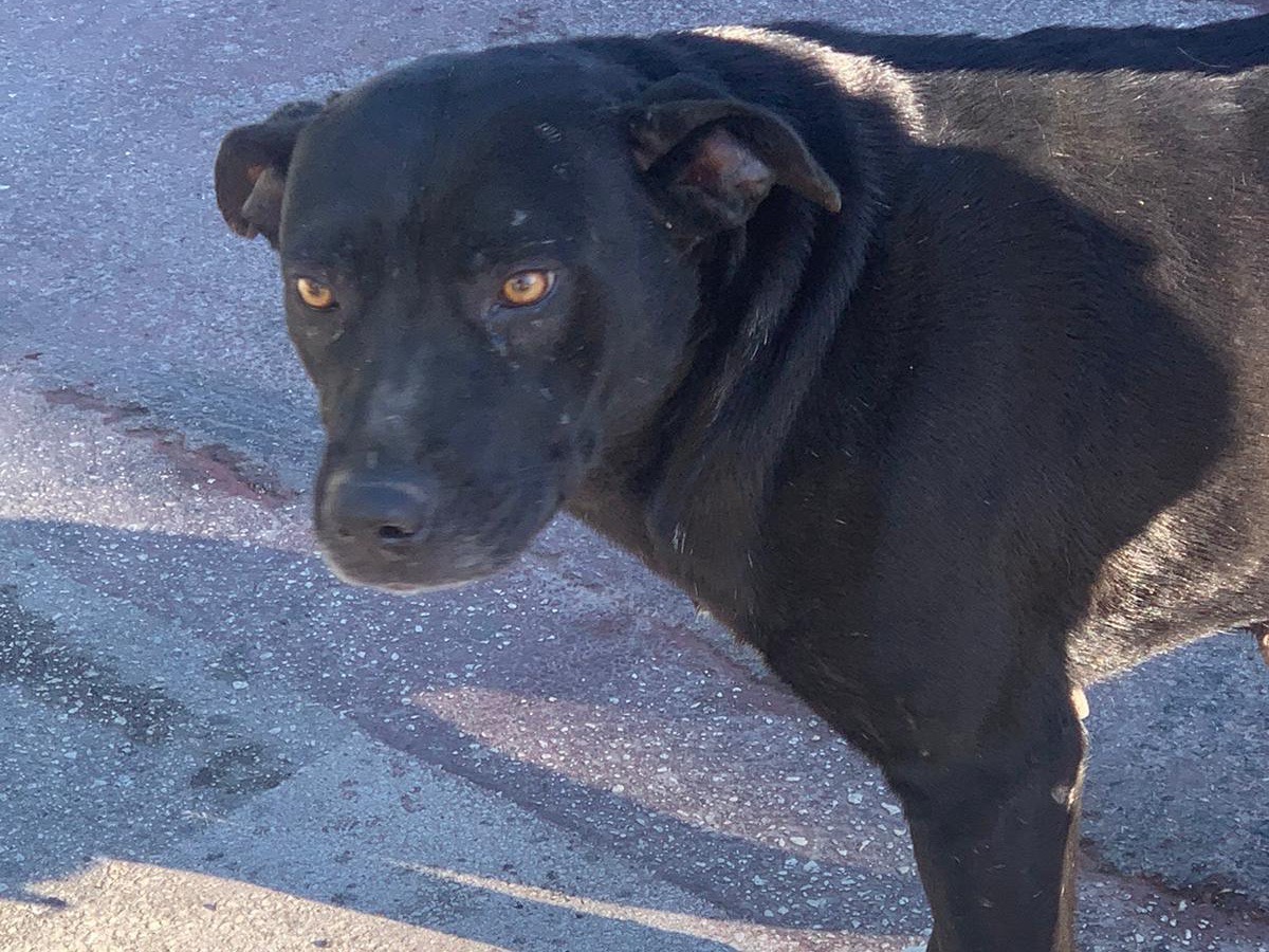 Adotta un cane, taglia media, femmina, Siracusa