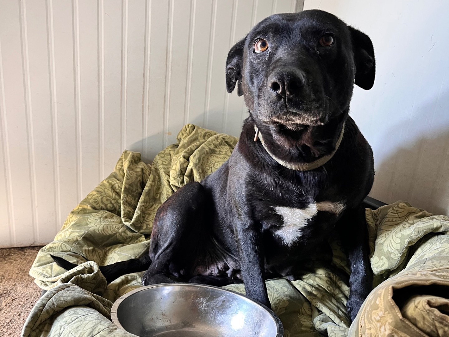 Vuoi adottare un cane a Siracusa?