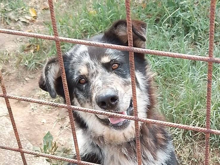 Adozione cane, femmina, Pastore australiano Labrador Retriever, 2 anni e 2 mesi, taglia grande, Udine