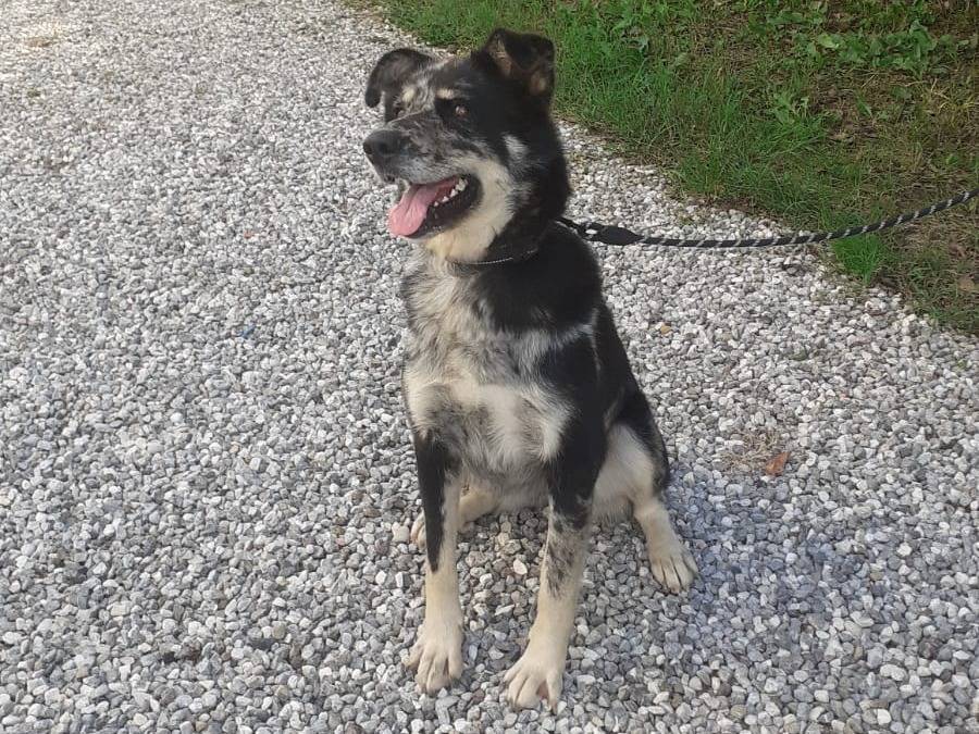 Adotta un cane, femmina, 2 anni e 2 mesi, Udine