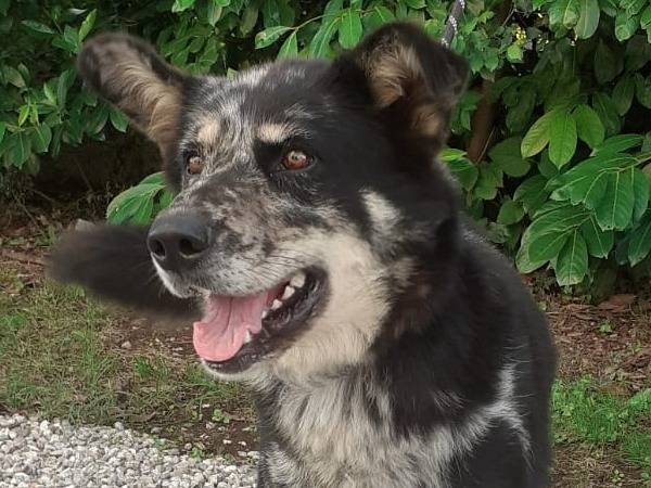 Adotta un cane, taglia grande, femmina, Udine