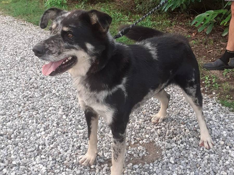 Vuoi adottare un cane a Udine?