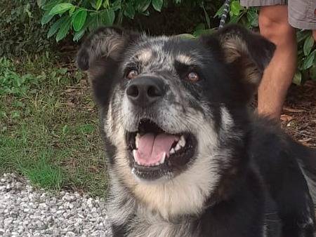 Adotta il cane Tequila a Udine
