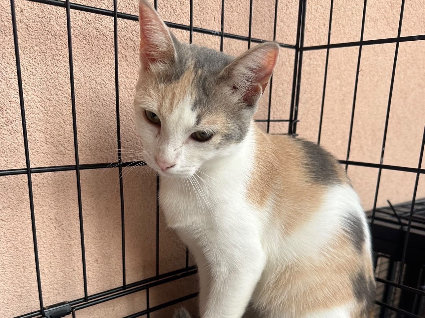 Adozione gatto, femmina, Razza sconosciuta Razza sconosciuta, 4 mesi, taglia non valida, Messina
