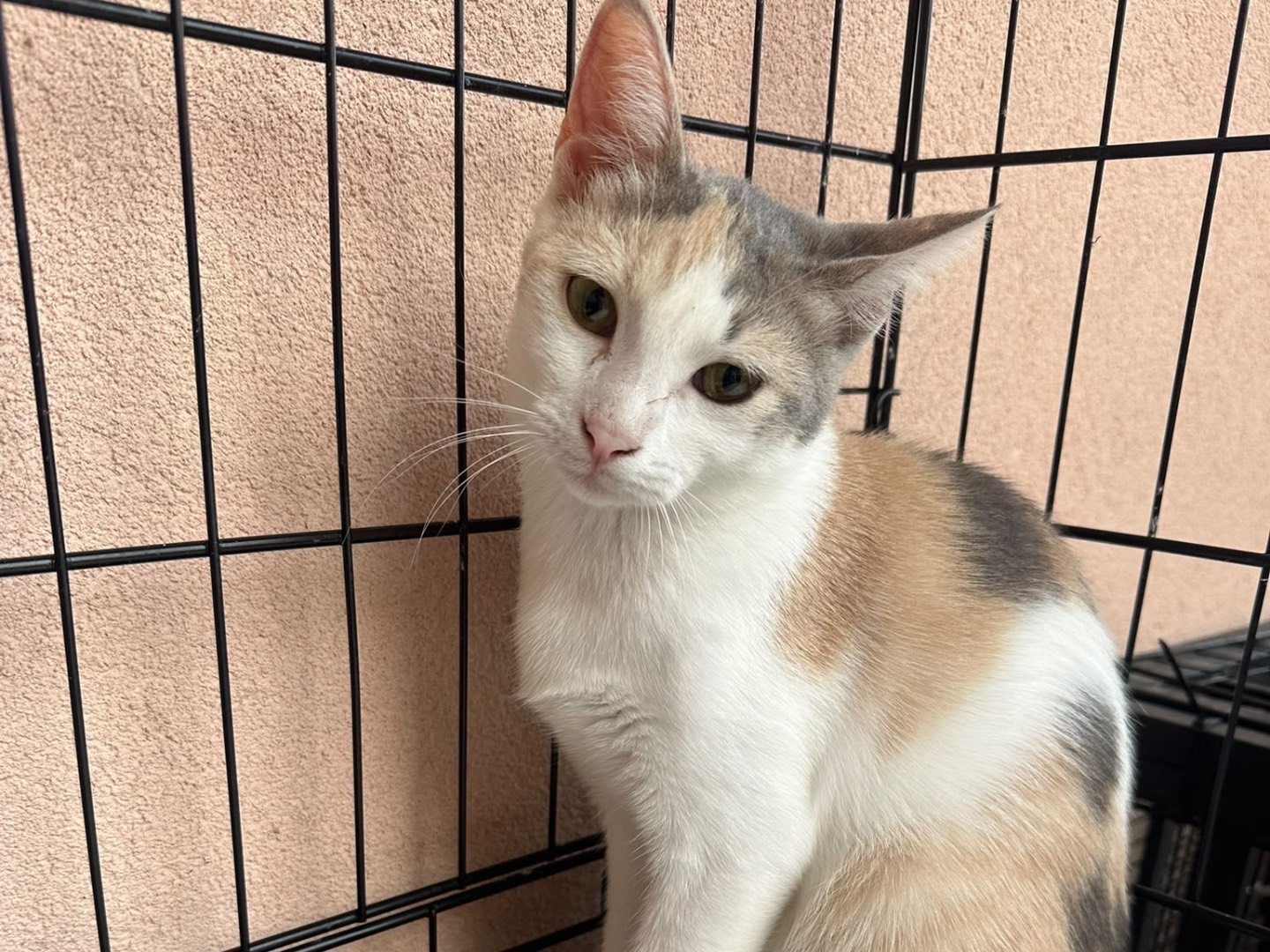 Adotta un gatto, femmina, 4 mesi, Messina