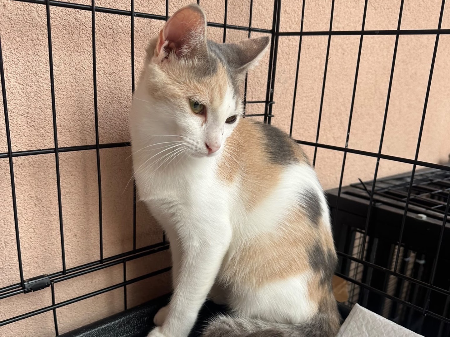 Adotta un gatto, taglia non valida, femmina, Messina