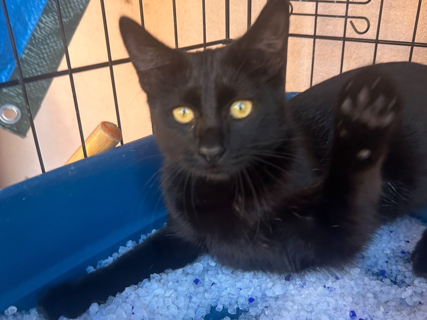 Adotta un gatto, femmina, 5 mesi, Messina