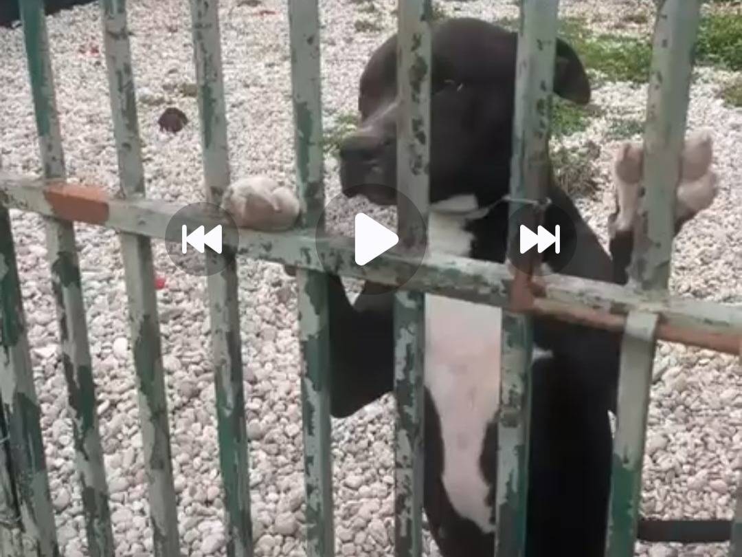 Adozione cane, femmina, Pitbull Razza sconosciuta, 6 anni e 2 mesi, taglia media, Mantova