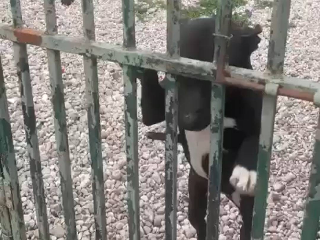Adotta un cane, femmina, 6 anni e 2 mesi, Mantova