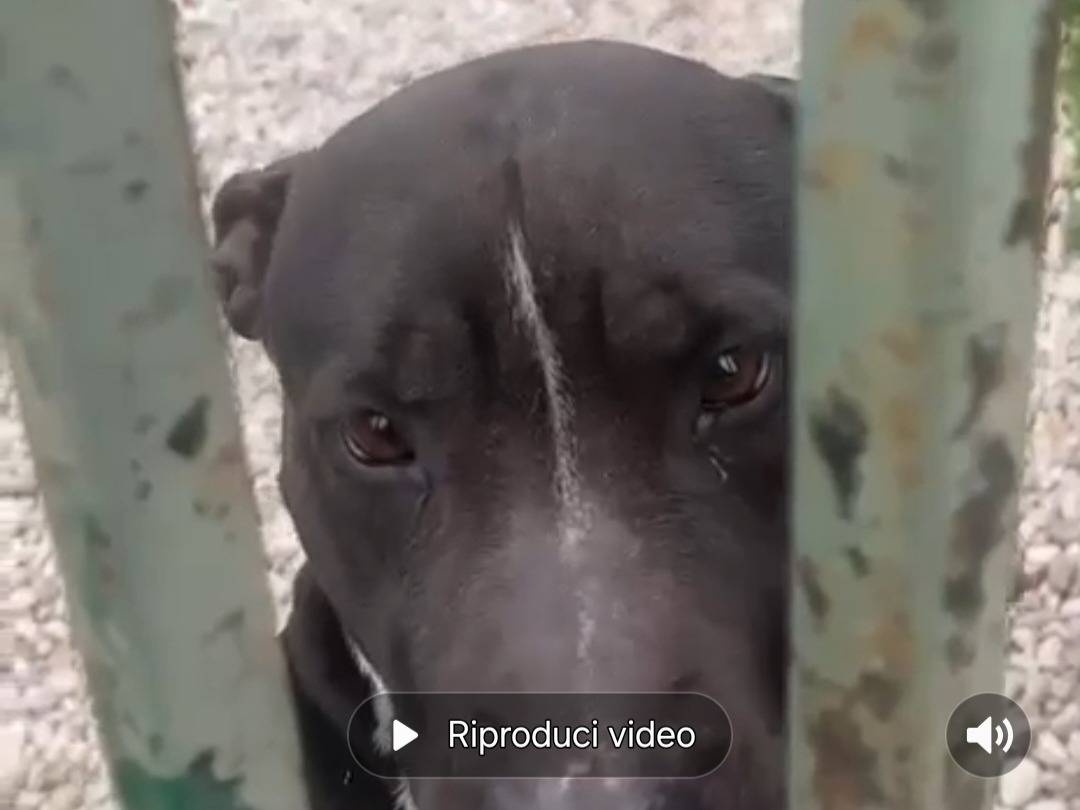 Adotta un cane, taglia media, femmina, Mantova