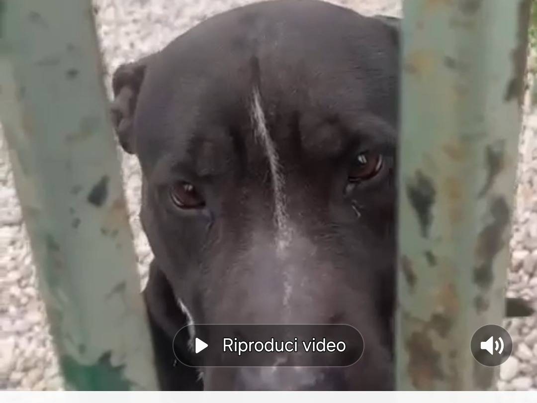 Vuoi adottare un cane a Mantova?