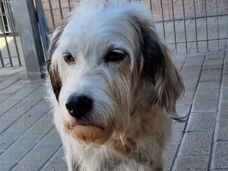 Adotta un cane, maschio, 6 anni e 9 mesi, Milano