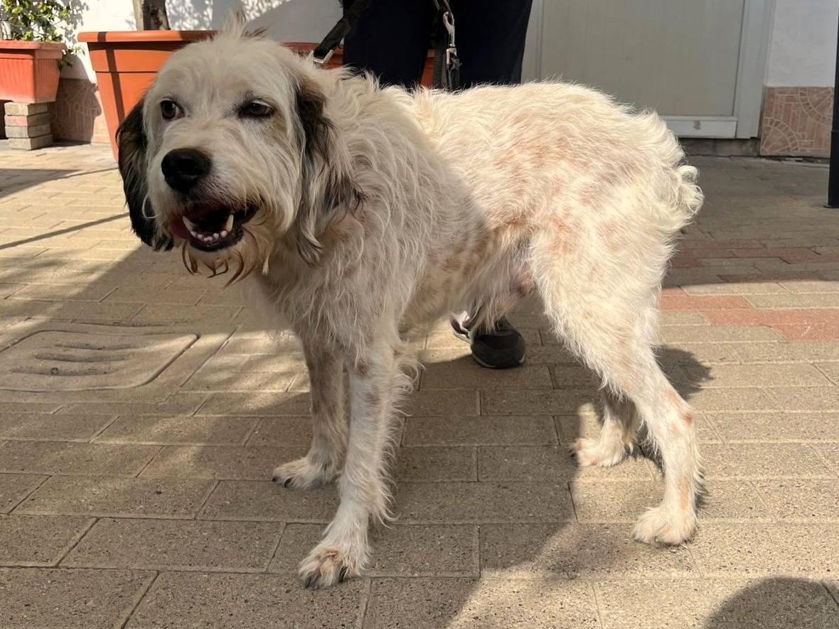 Adotta un cane, taglia media, maschio, Milano