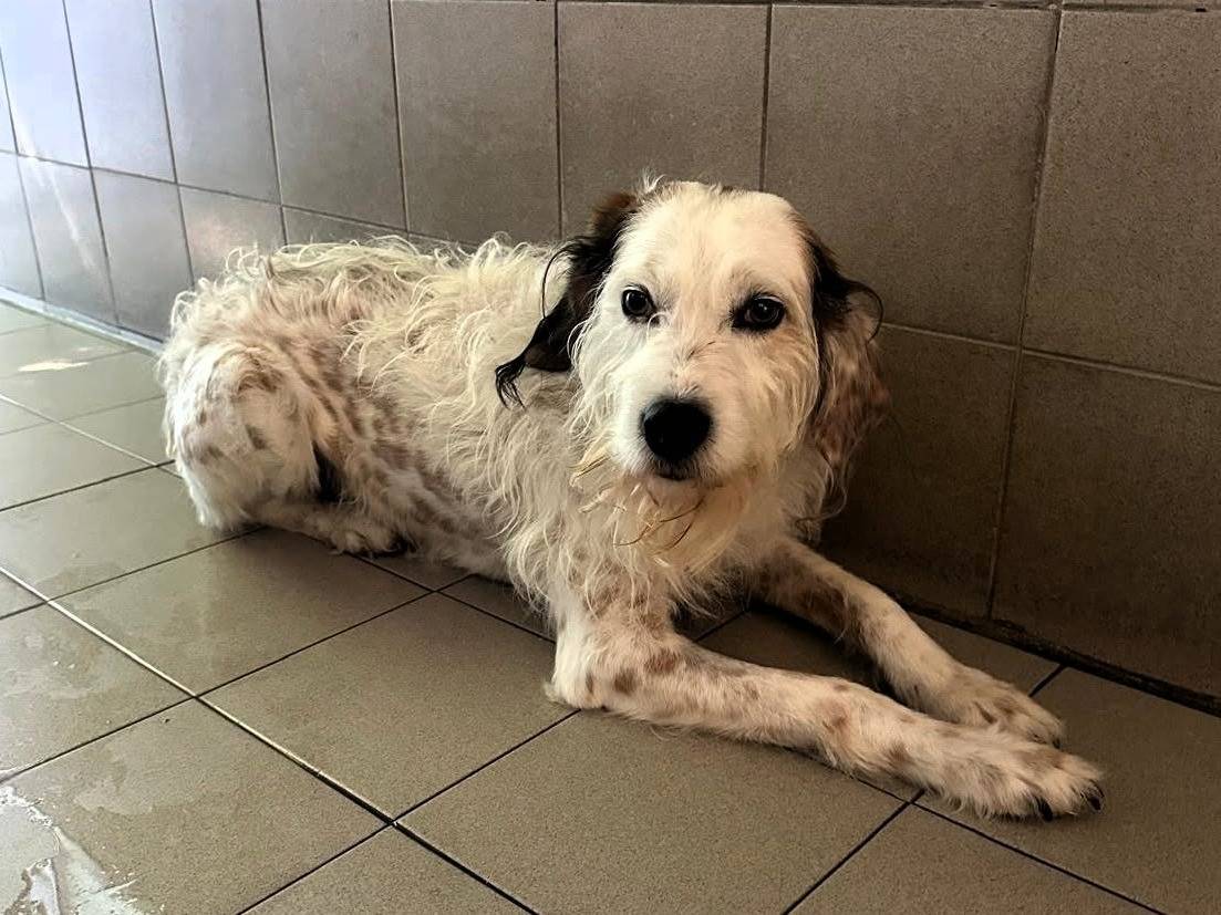 Vuoi adottare un cane a Milano?
