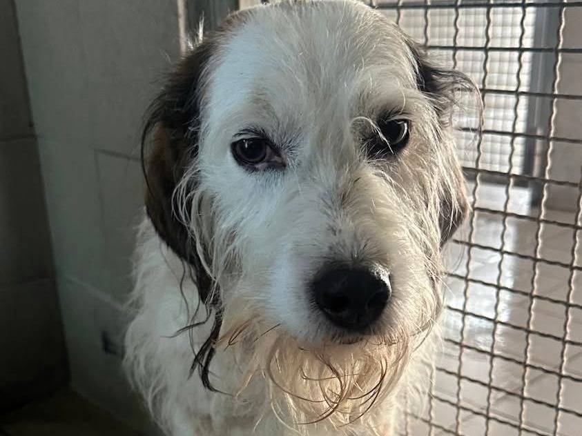 Adotta il cane BIANCO a Milano