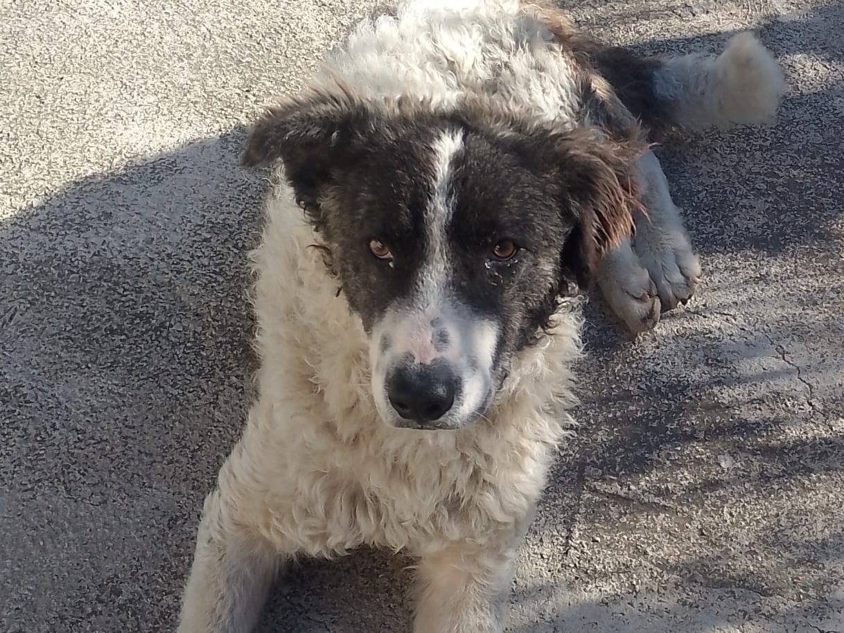 Adotta un cane, maschio, 2 anni e 9 mesi, Palermo