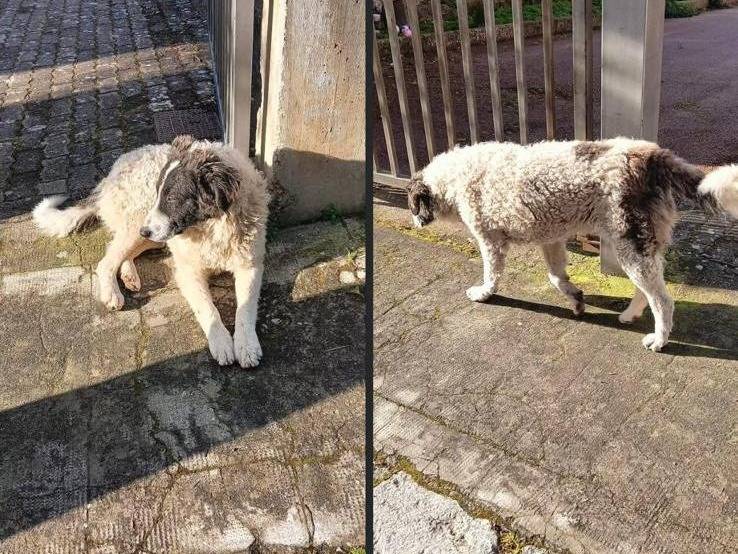 Adotta un cane, taglia gigante, maschio, Palermo