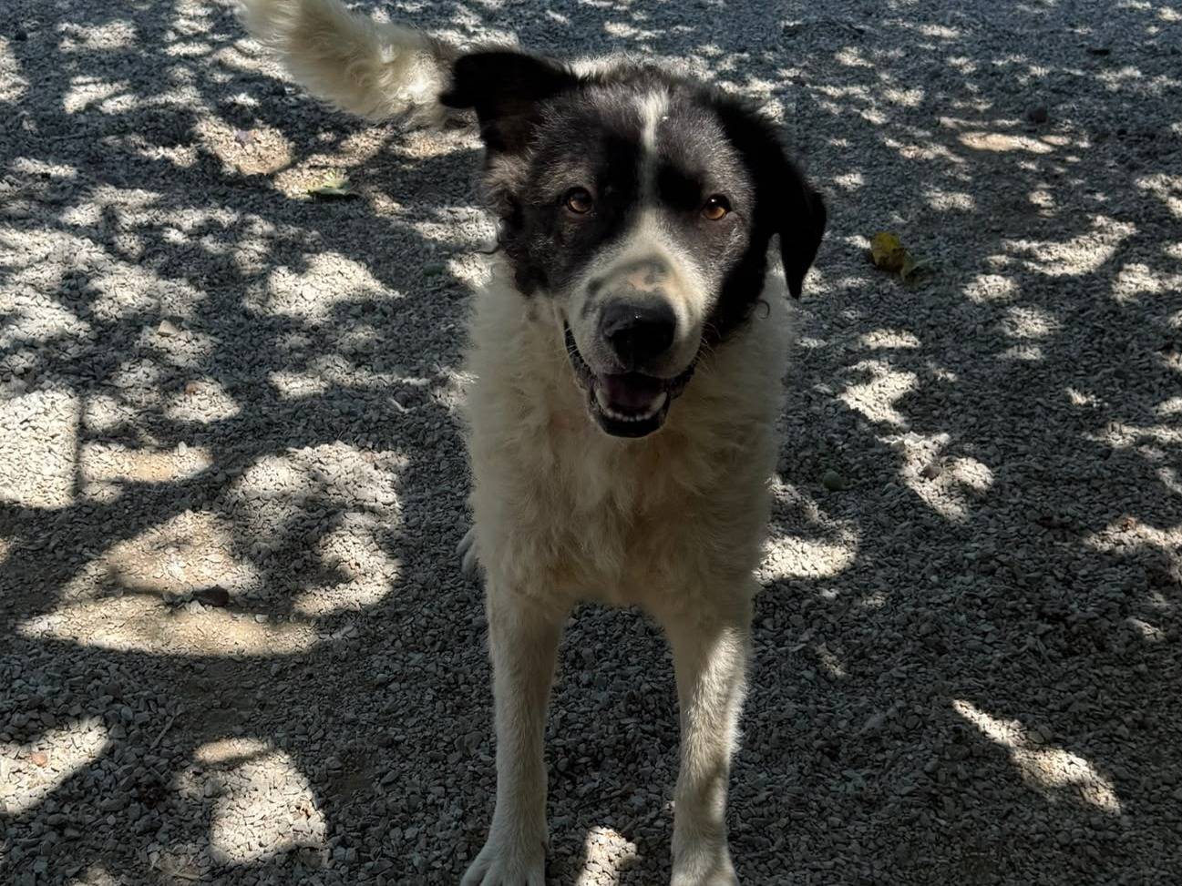 Adozione cane, maschio, Razza sconosciuta Razza sconosciuta, 2 anni e 9 mesi, taglia gigante, Palermo