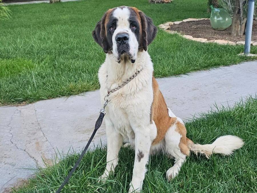 Adozione cane, femmina, San Bernardo Razza sconosciuta, 2 anni e 5 mesi, taglia gigante, Milano