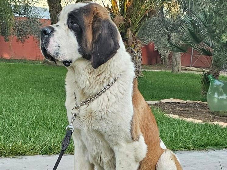 Adotta un cane, femmina, 2 anni e 5 mesi, Milano