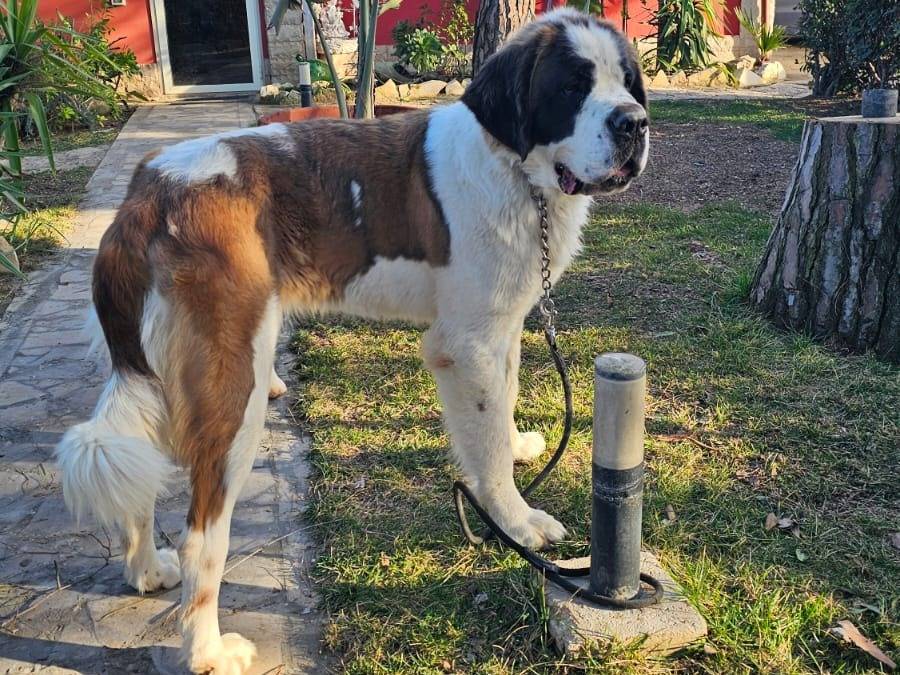 Adotta un cane, taglia gigante, femmina, Milano
