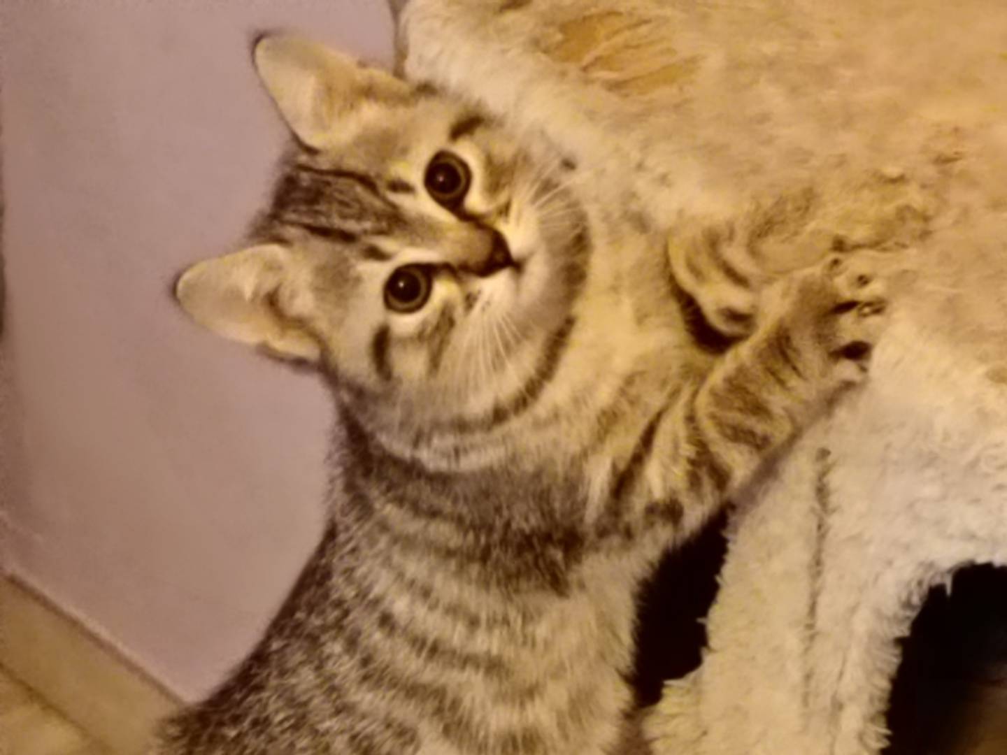 Adotta il gatto Beatrice a Milano
