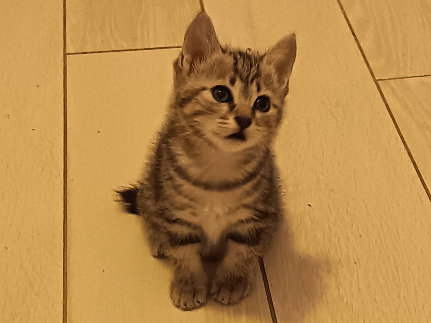 Vuoi adottare un gatto a Milano?