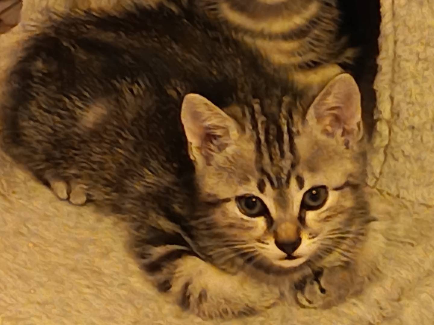 Adotta un gatto, taglia non valida, maschio, Milano