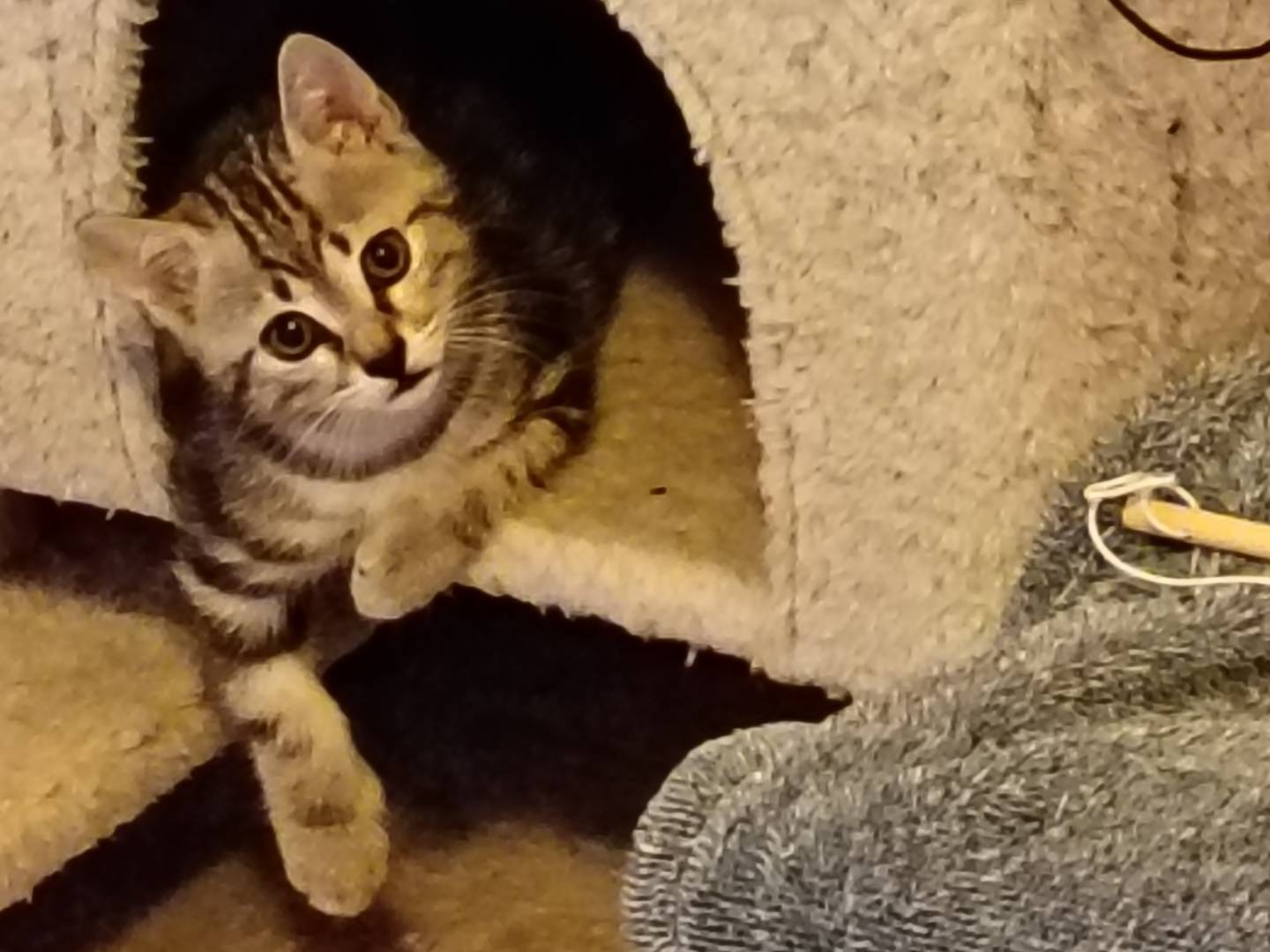 Vuoi adottare un gatto a Milano?