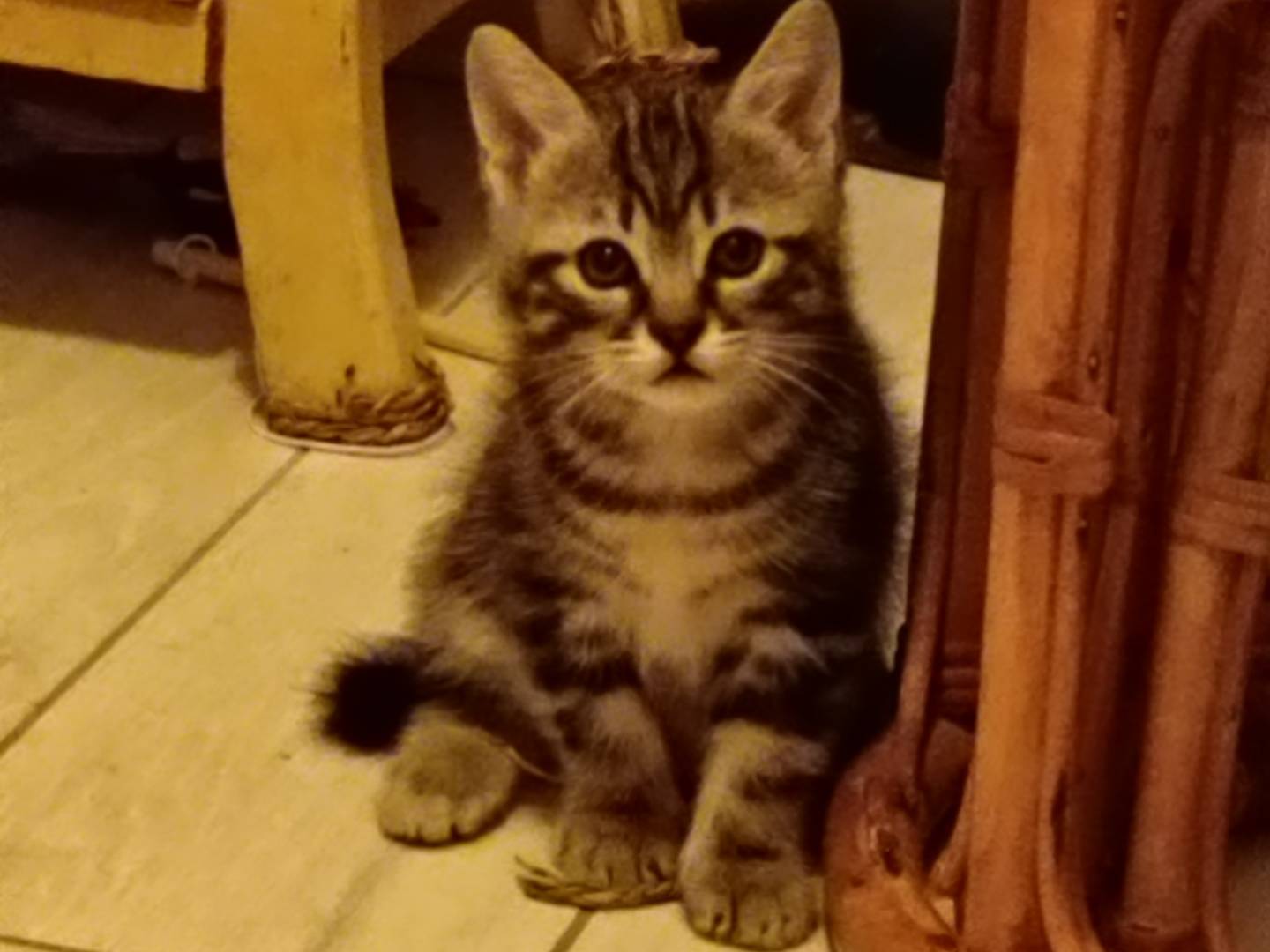 Adozione gatto, maschio, Razza sconosciuta Razza sconosciuta, 2 mesi, taglia non valida, Milano