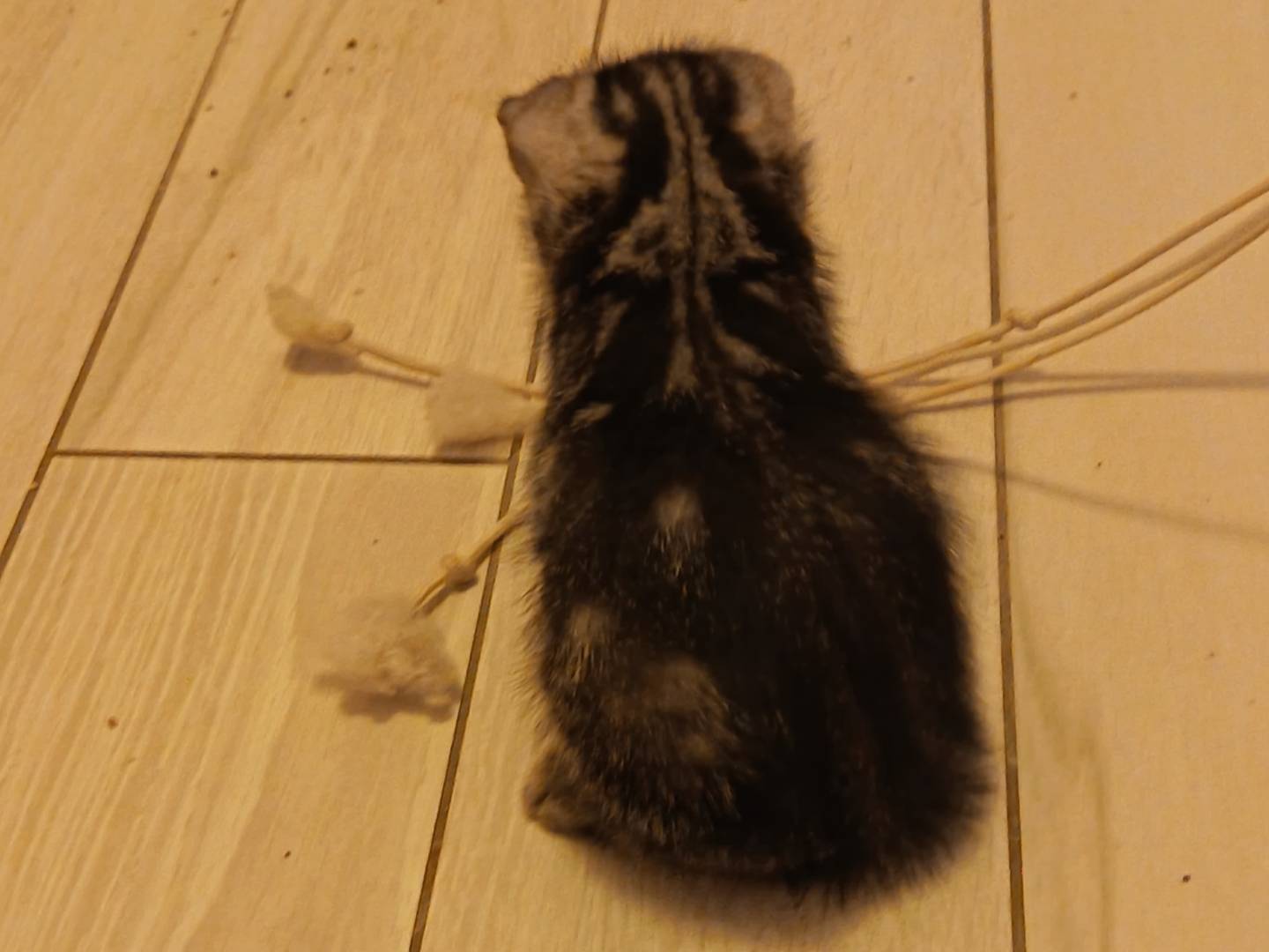 Adotta un gatto, maschio, 2 mesi, Milano
