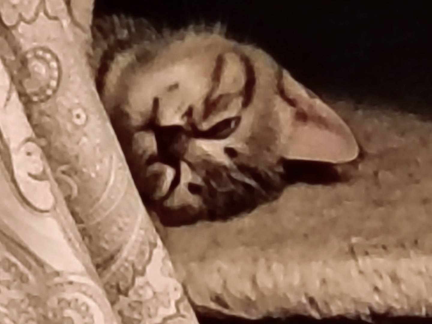 Vuoi adottare un gatto a Milano?