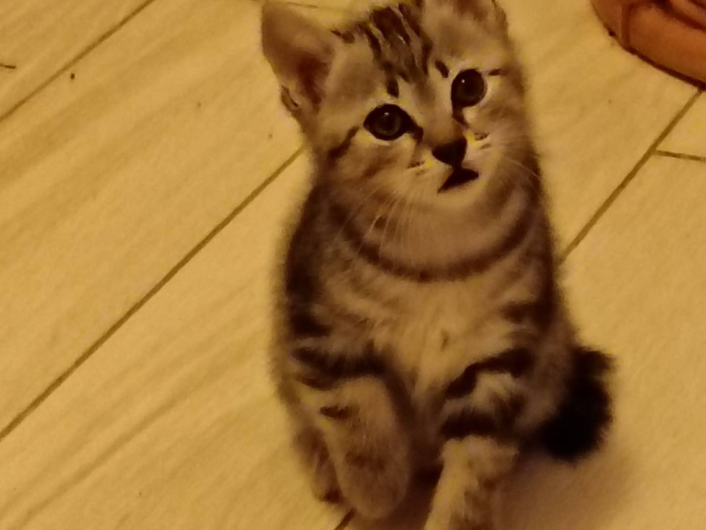 Adozione gatto, maschio, Razza sconosciuta Razza sconosciuta, 2 mesi, taglia non valida, Milano