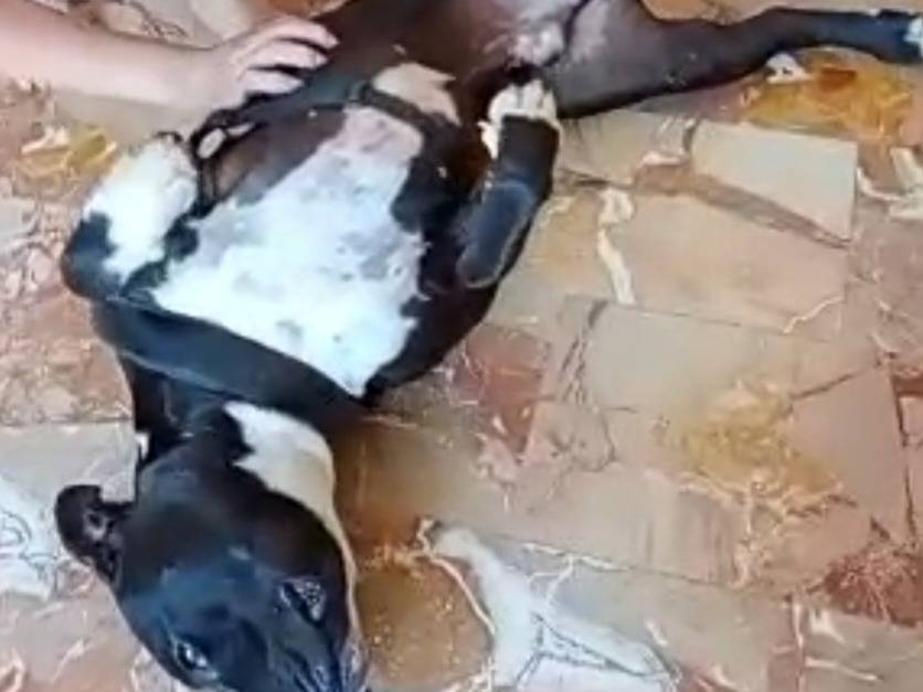 Adotta un cane, taglia grande, maschio, Mantova